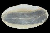 Neuropteris Fern Fossil (Pos/Neg) - Mazon Creek #85998-1